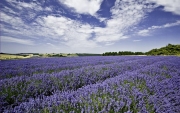 Cotswold Lavender