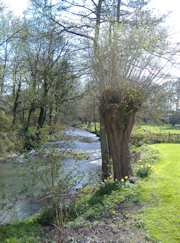 The Mill Garden Down the Stour